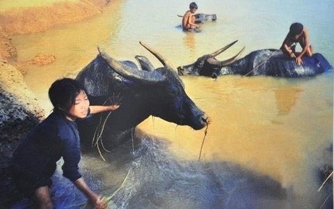 Thiếu nhi thôn Phú Mẫn, xã Hàm Sơn, huyện Yên Phong, Hà Bắc (nay là Bắc Ninh) lập ra Hợp tác xã Măng non nhận nuôi trâu bò béo khỏe. Việc làm đầy ý nghĩa này của các em đã được Bác Hồ gửi thư khen ngợi, tháng 5 năm 1969.
